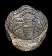 Enrolled Barrandeops (Phacops) Trilobite from Morocco #5083-2